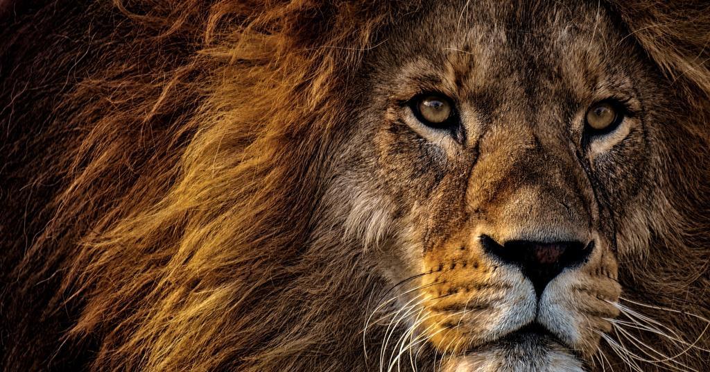 The Case for Aslan:, Evidence for Jesus in the Land of Narnia