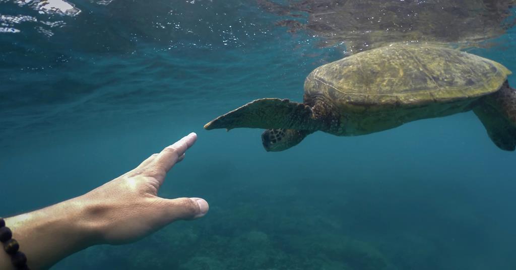 Are humans better than animals? Article Unbelievable