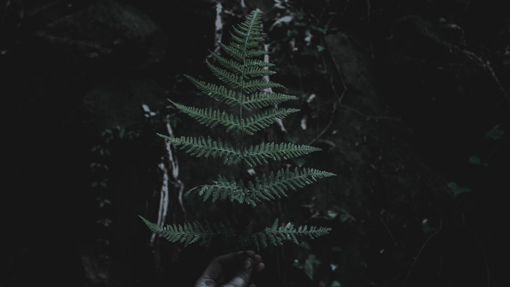 Was Christmas originally a pagan festival? Article Unbelievable