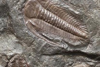 Trilobite-Fossils-Main_article_image.jpg